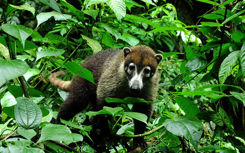 La Ceiba Reservat