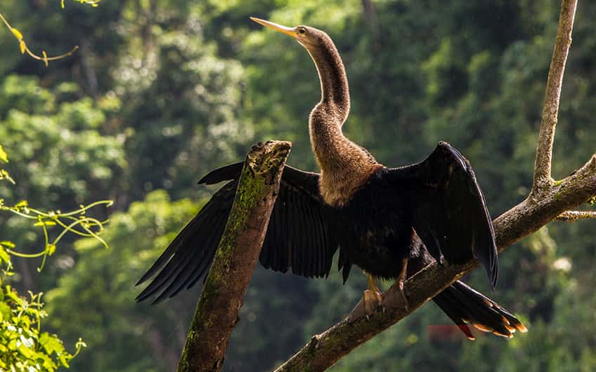 Tortuguero Costa Rica, Aninga Vogel