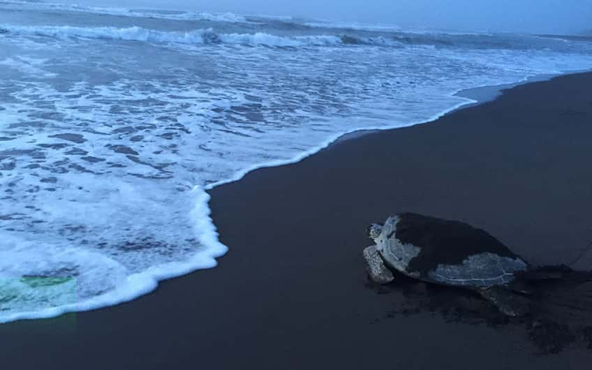 Tortuguero Costa Rica, Sea Turtle