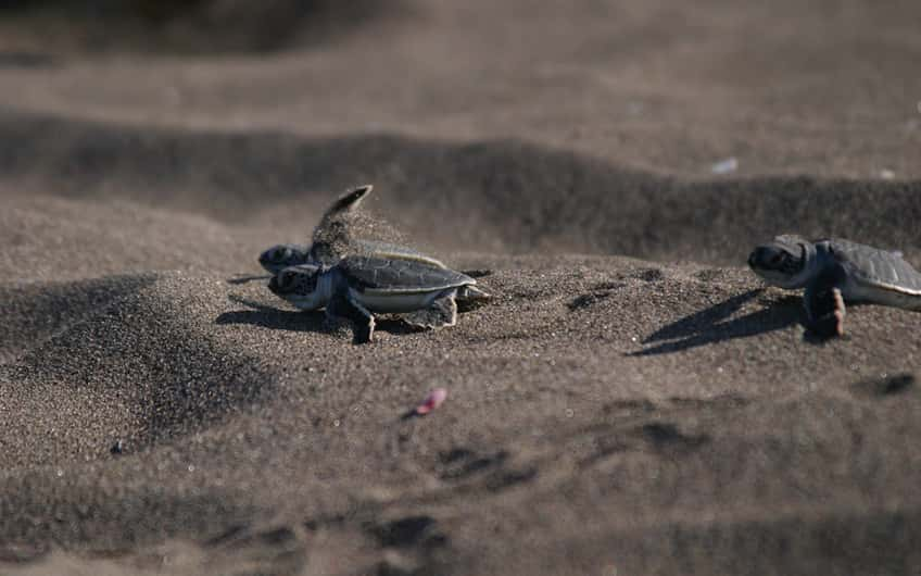 Tortuguero Costa Rica, Schildkrötennisten