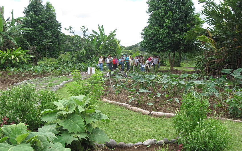 Sarapiquí Costa Rica Reiseguide: Landwirtschaftliche Produkte