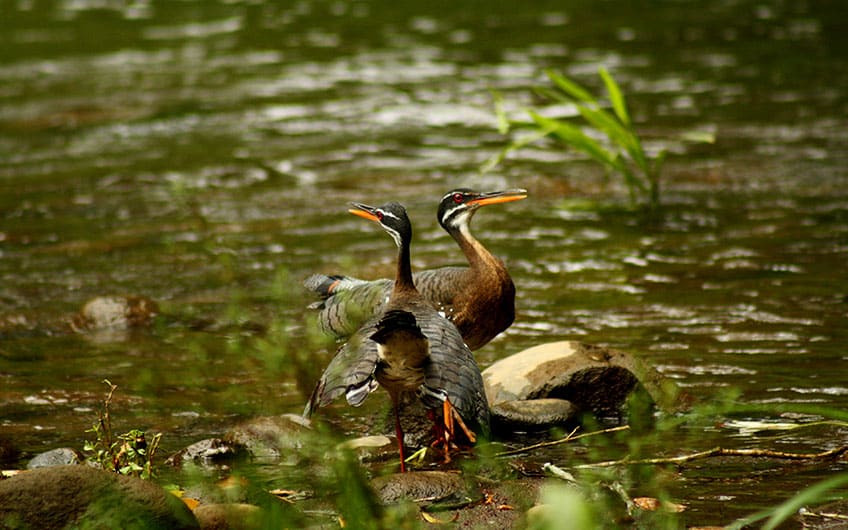 Sarapiquí Costa Rica Reiseguide: Vogelbeobachtungstour im Tirimbina Reservat: Eurypyga helias