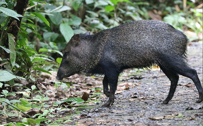 Sarapiquí Costa Rica Travel Guide: Wild Pig in La Selva OTS