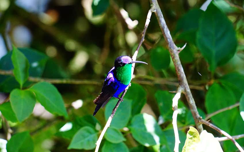 Vogelbeobachtung in Turrialba Costa Rica