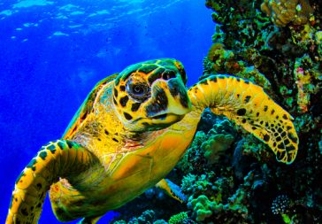 Costa Rica: Buceo en el Golfo de Papagayo, Guanacaste