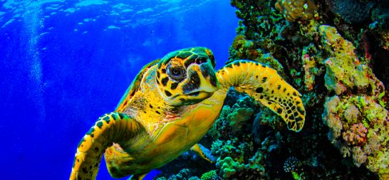 Costa Rica: Buceo en el Golfo de Papagayo, Guanacaste