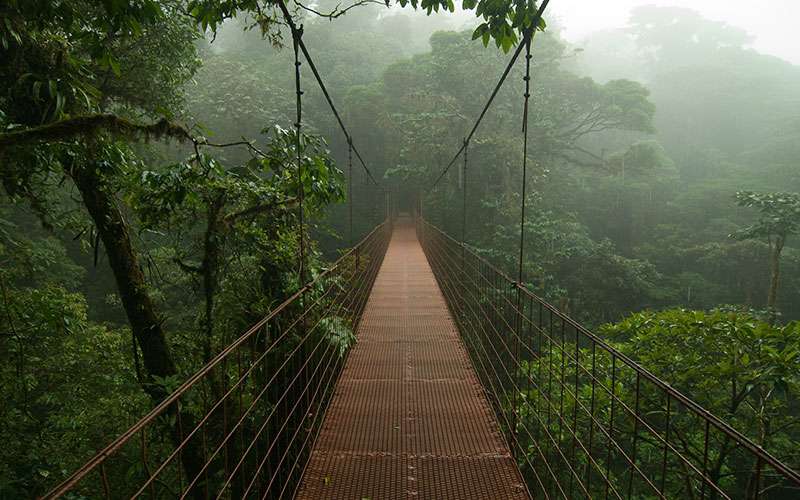 a hanging bridge in monteverde cloud forest reserve