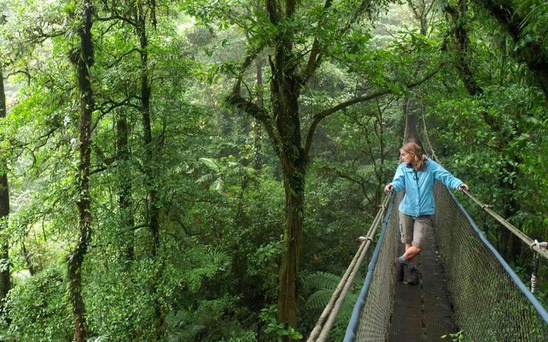 Monteverde Costa Rica, Hanging Bridge in the Cloud Forest