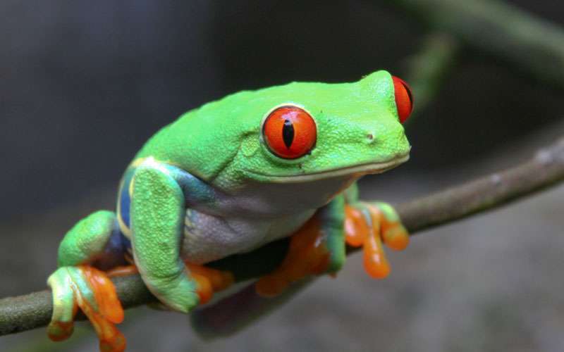 The red-eyed tree frog (Agalychnis callidryas) is an arboreal hylid native to Neotropical rainforests