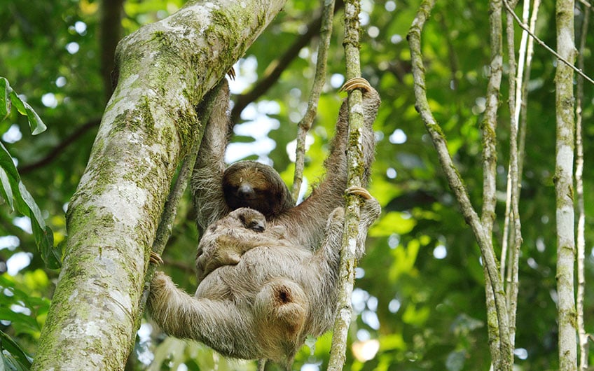 Slows Animal in Costa Rica.