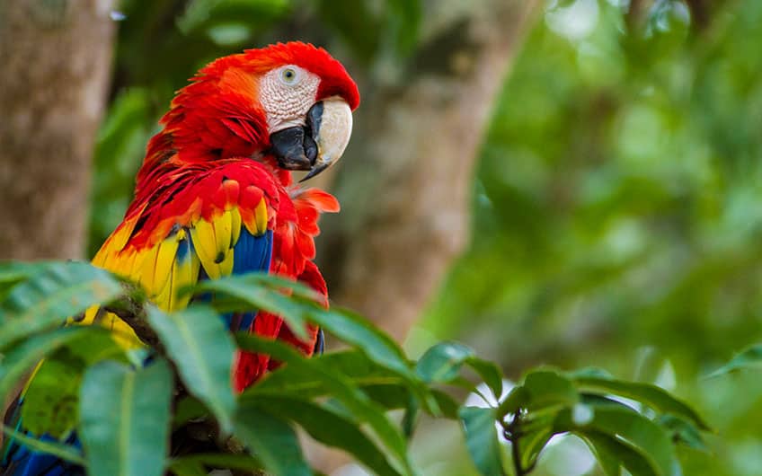 Papagayo Bird in Costa Rica.