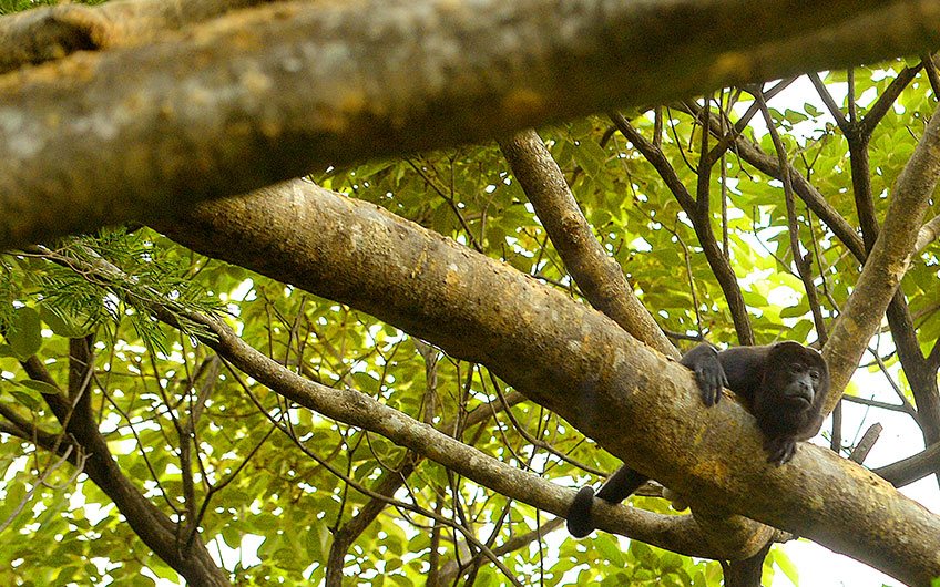 Andaz Hotel in Papagayo Guanacaste Costa Rica, Wild Life