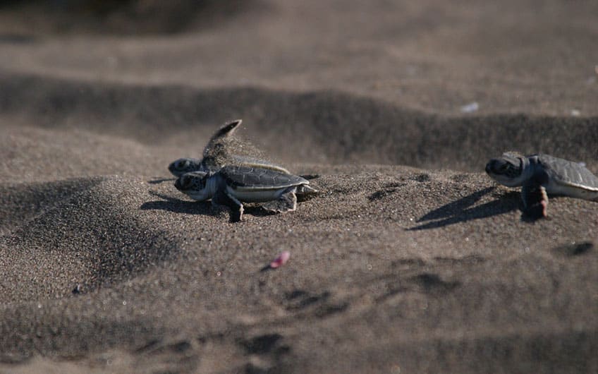 Nesting Turtles in Tortuguero Park and Canal