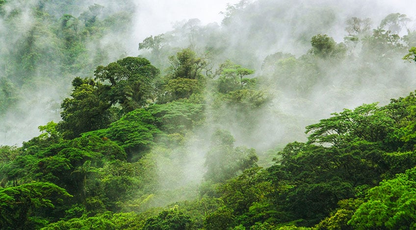 Costa Rica, Monteverde Cloud Forest: Hanging Bridges