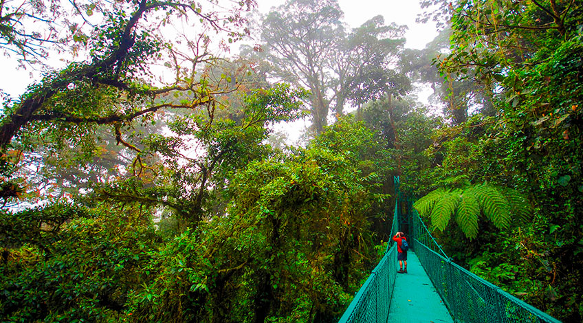 Costa Rica, Monteverde Cloud Forest: Hanging Bridges