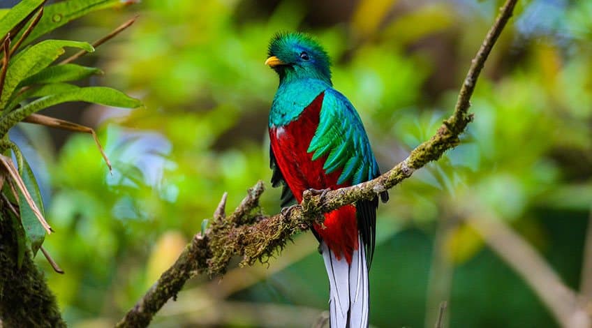 Costa Rica, Monteverde Cloud Forest: Quetzal Bird