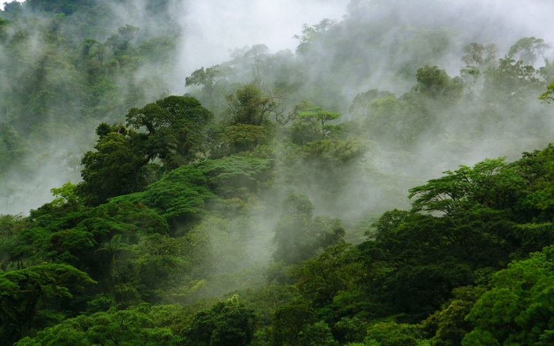 Das Monteverde-Nebelwald-Reservat ist ein erstaunlicher natürlicher Ort, der schon mehrmals als einer der schönsten Wälder der Welt bezeichnet wurde.