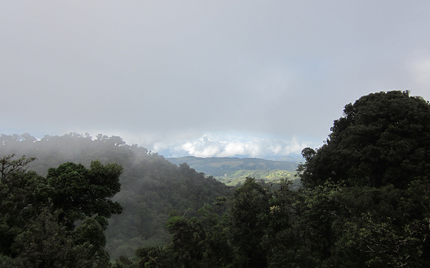 Bosque Nuboso Monteverde 