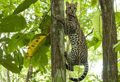 Jaguar Rescate center