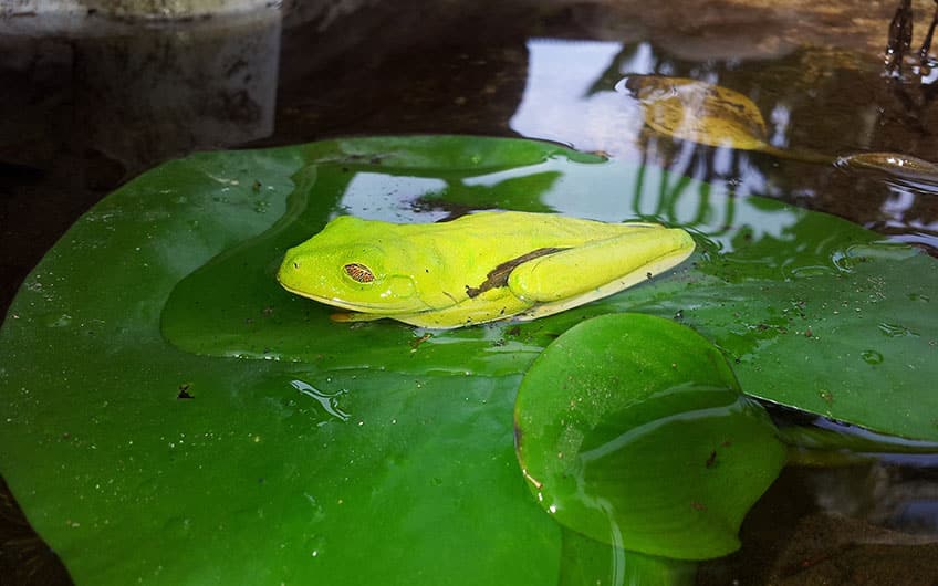 Tree of Life Wildlife Center