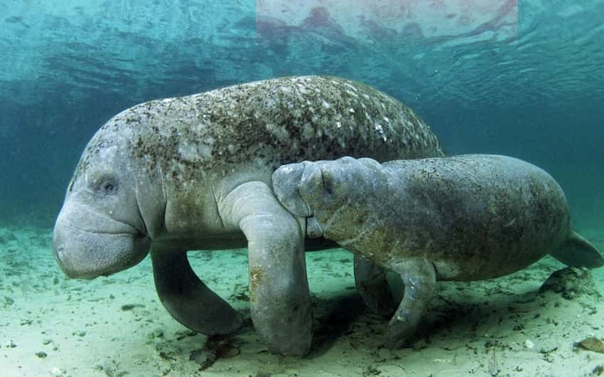 Tortuguero Costa Rica, Manatees