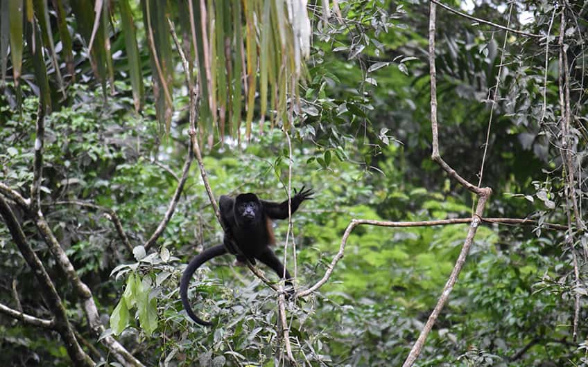Tortuguero Costa Rica, Monkey
