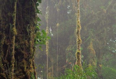 Reserva Biologica Santa Elena