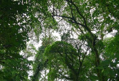 Reserva Monteverde