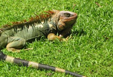 Green Iguana Project