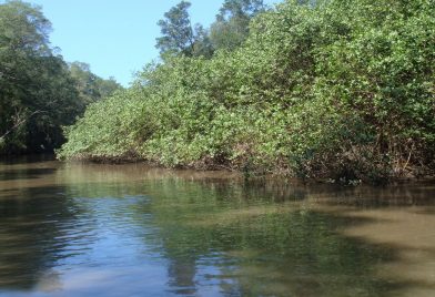 Paseo en bote y aventura de cocodril