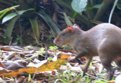 Caminata en la Estación Biológica La Selva