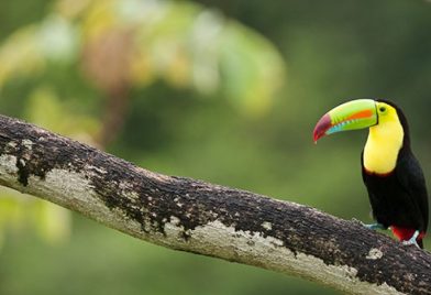 Caminata en la Estación Biológica La Selva