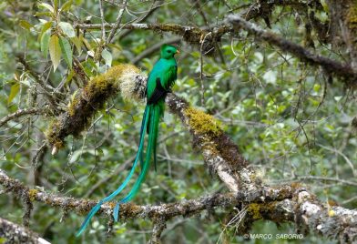 Walking Quetzal Tour