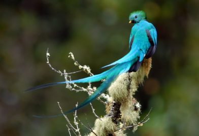 Tour caminata del Quetzal