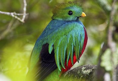 Tour caminata del Quetzal