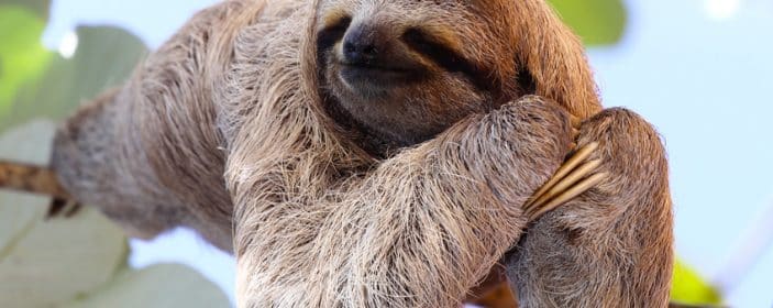 Complete guide on where to see Sloths in Costa Rica