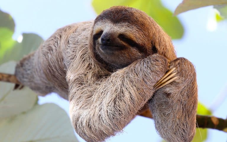 Sloths in Costa Rica: Types, Facts, and Their Status as a National Symbol
